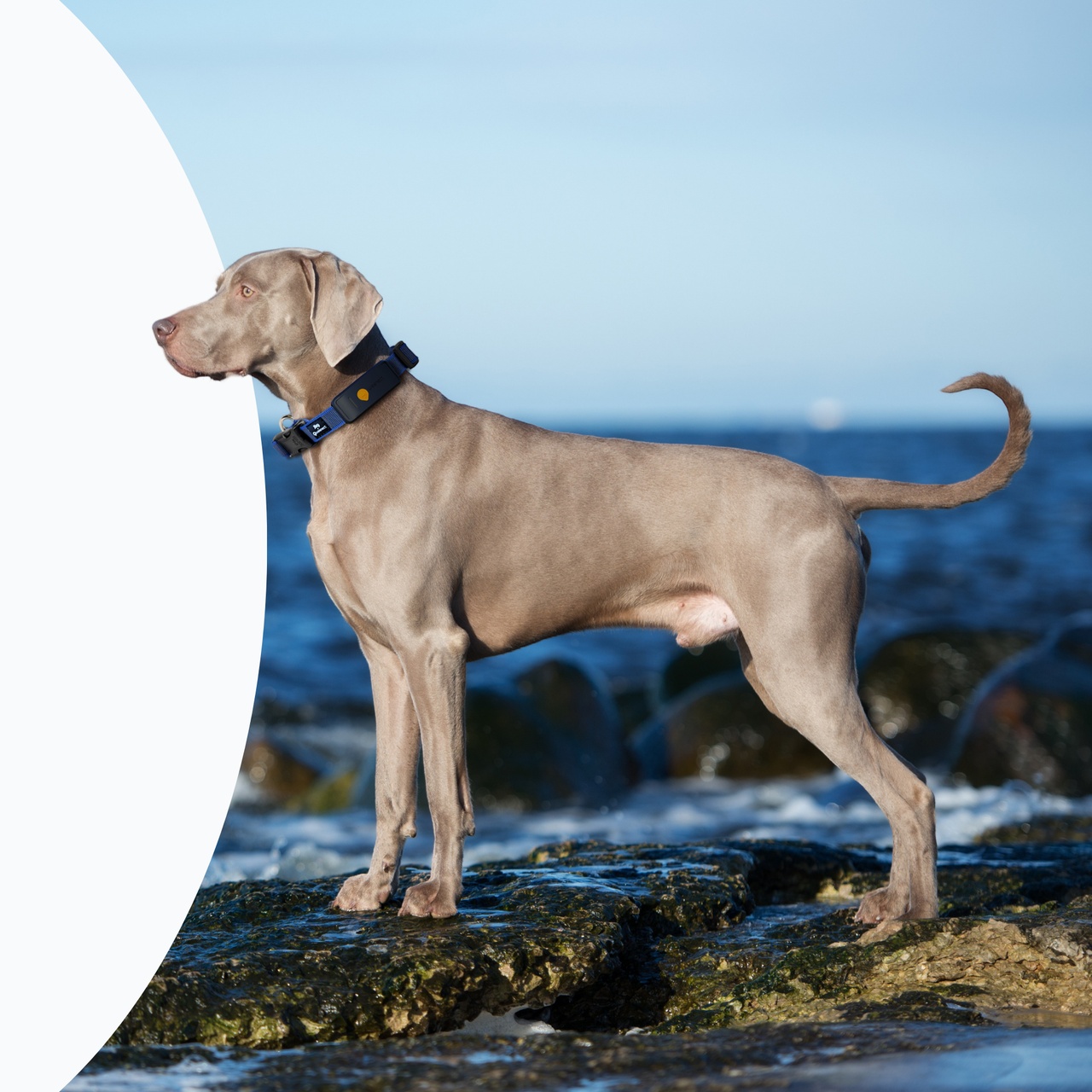 Weenect-XT-ProductPage-FonctionnaliteXT
