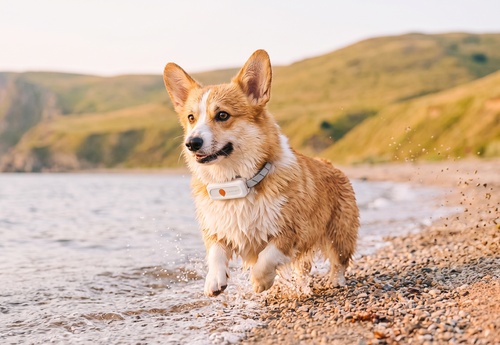 Mini GPS tracker for small dogs
