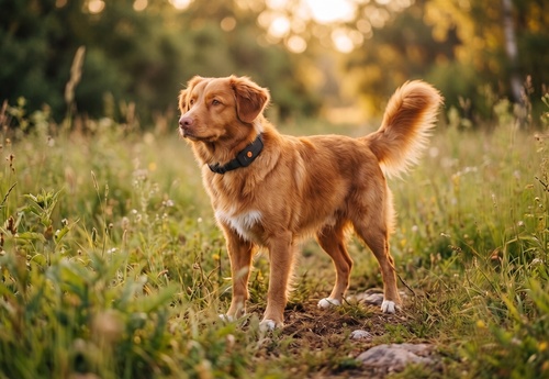 GPS dog tracker - Without Collar