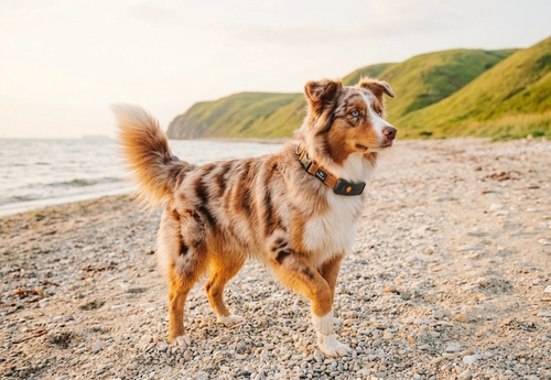 GPS dog collar | With Julius-K9 Collar