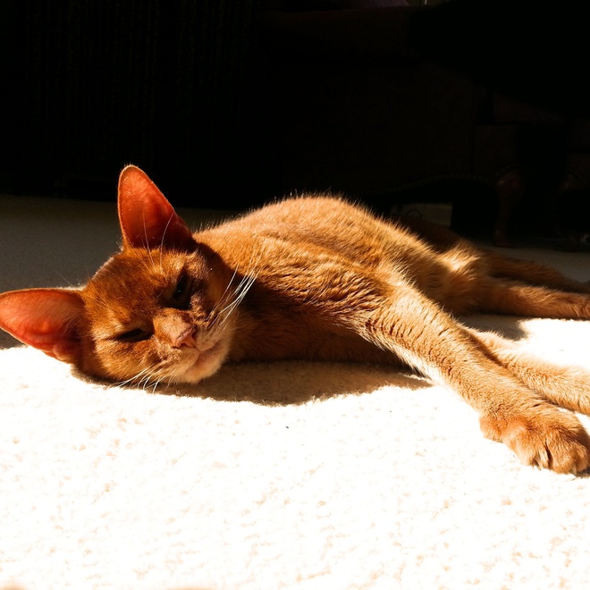 un abyssin allongé, faisant une sieste au soleil