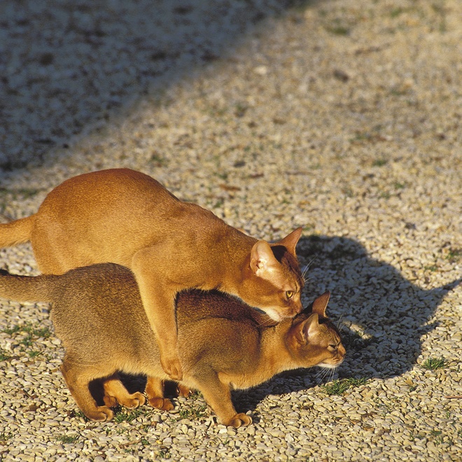 deux abyssins qui jouent ensemble à l'exterieur