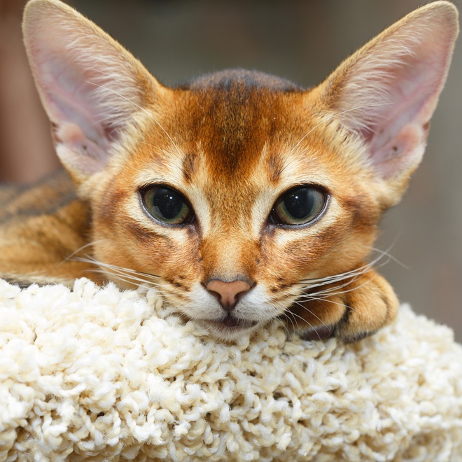 portrait d'un abyssin chaton