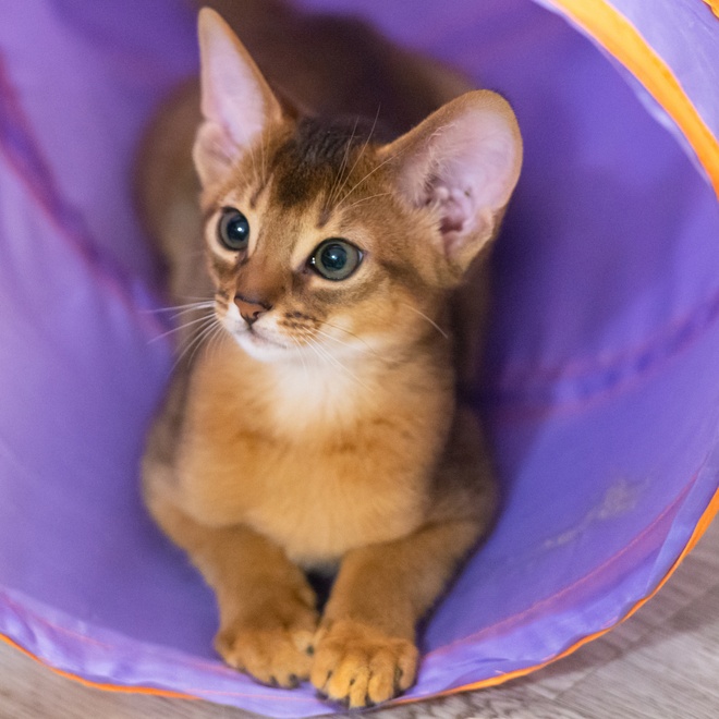 un abyssin dans un tube violet