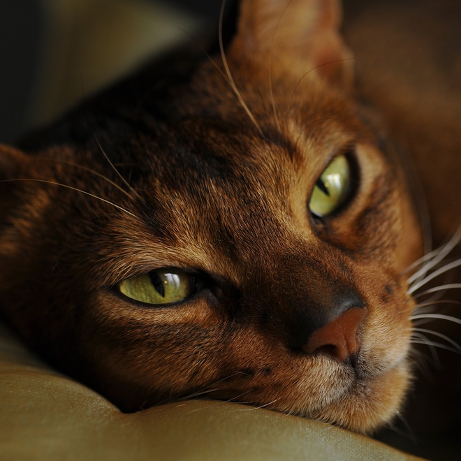 un abyssin alongé sur un coussin