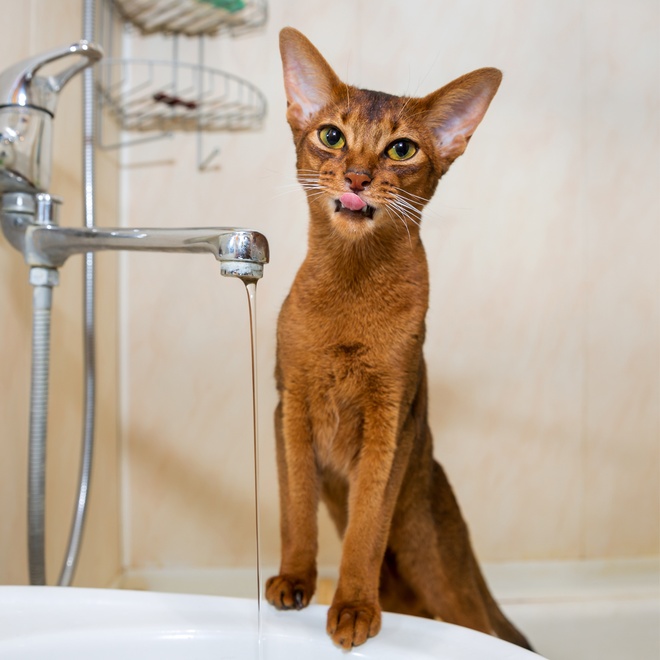 un abyssin près d'un lavabo