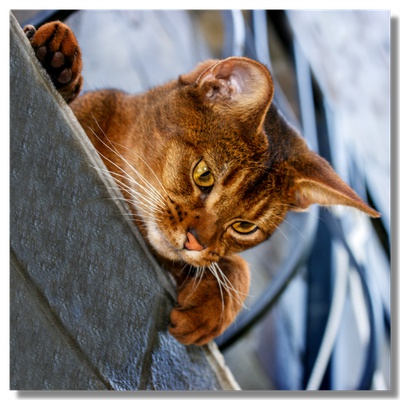 An Abyssinian cat looking down