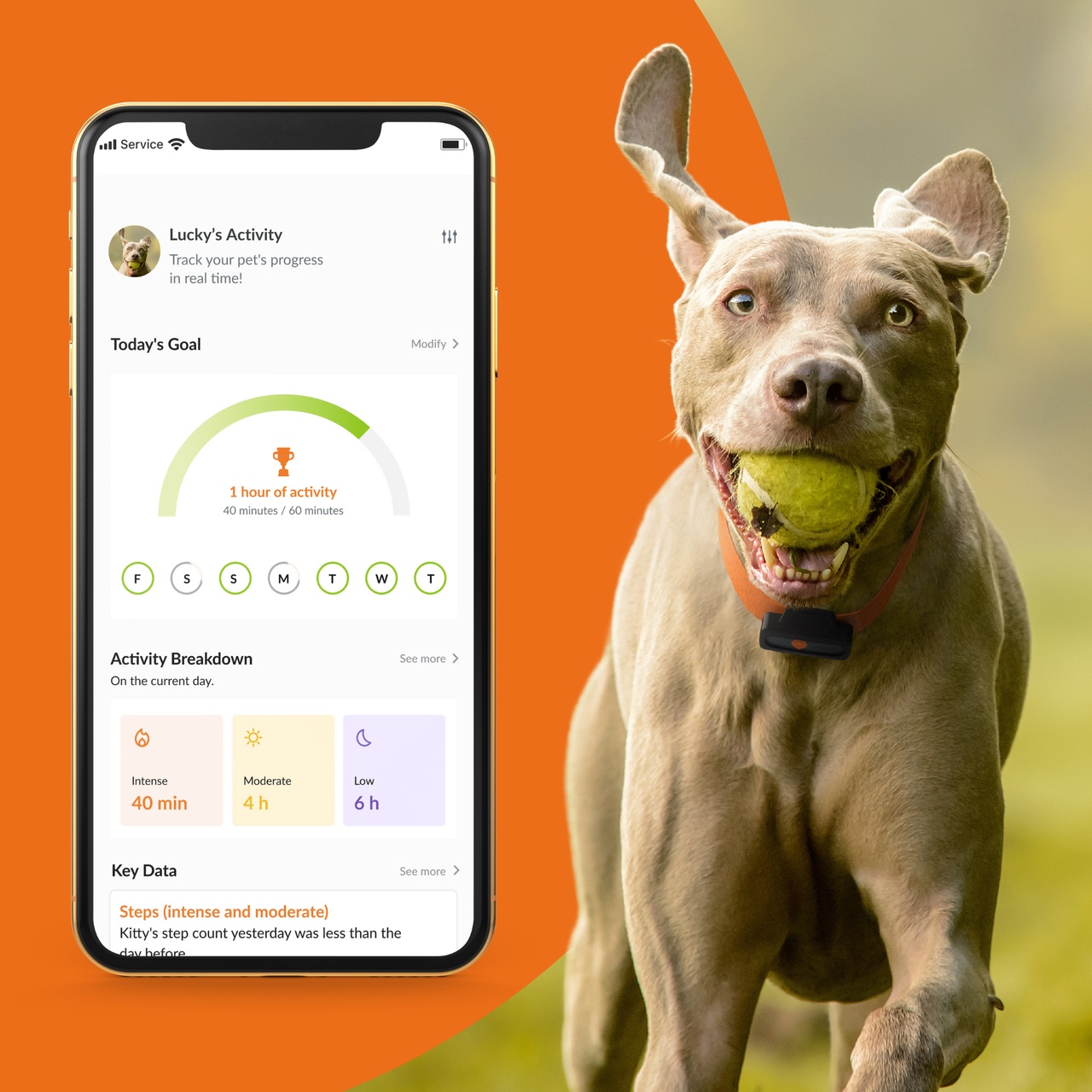 feature activity dogs xs