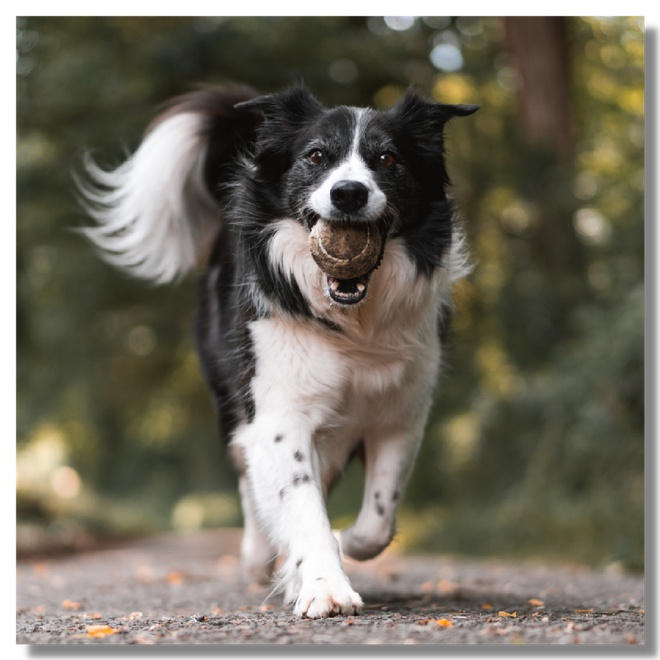 A black and white adult dog