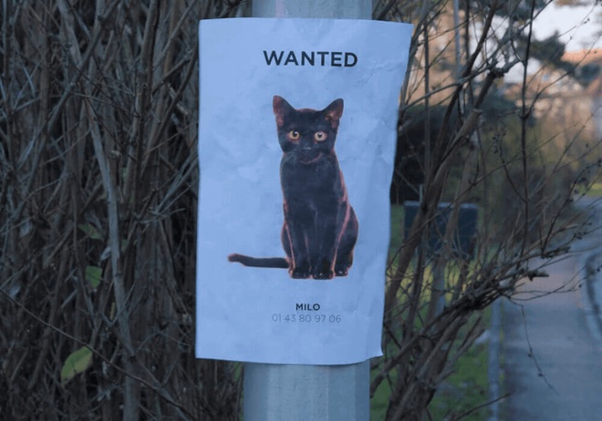 Affiche d'un chat perdu collé sur un poteau