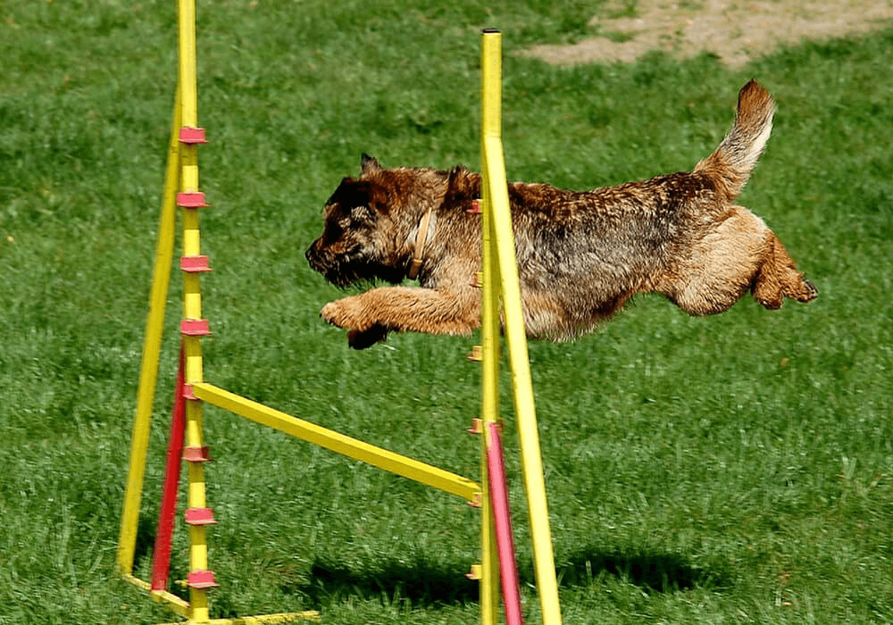 Un chien fait de l’agility