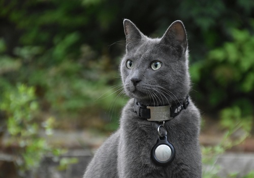 airtag cat