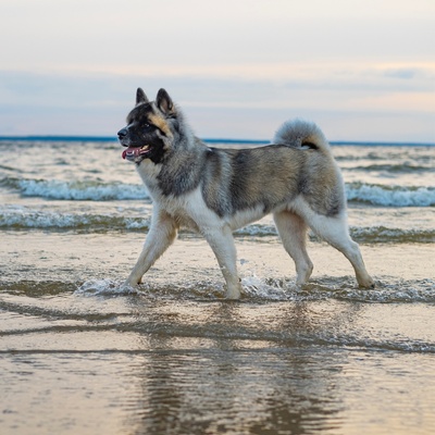 un akita américain qui se balade au bord de la mer