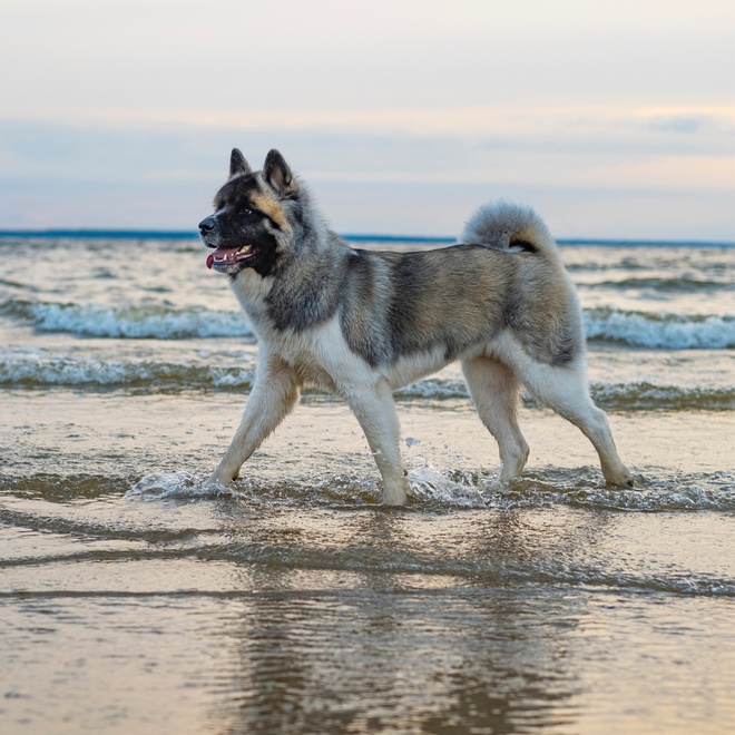 an American akita walking by the sea