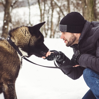 un akita américain qui sent la main de son propriétaire, dans la neige