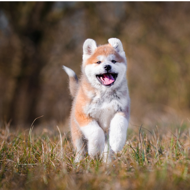 an American Akita running through the grass