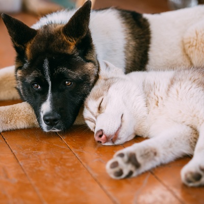 un akita américain allongé sur un autre akita, au sol