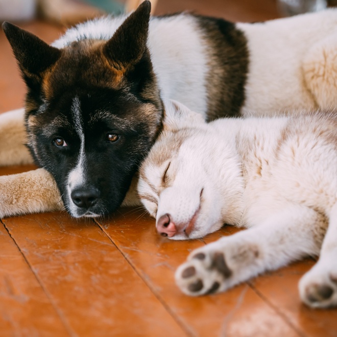 an American akita lying on top of another akita, on the ground