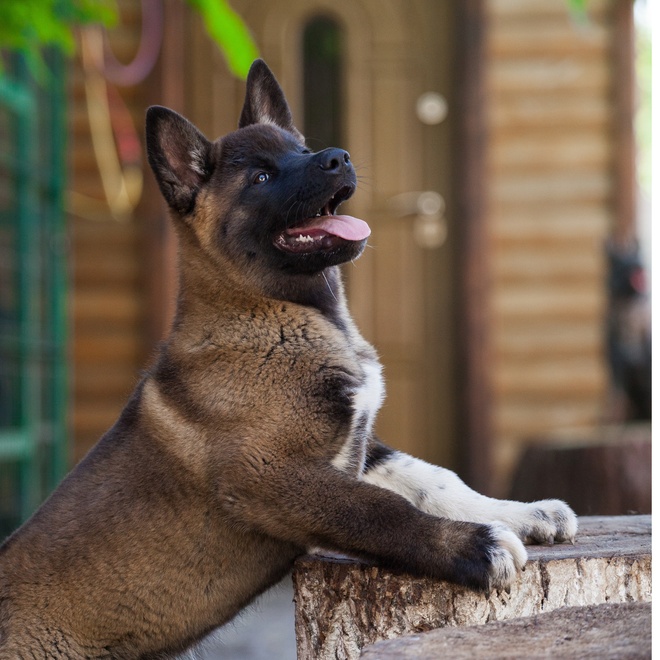 an American akita standing on its two front legs
