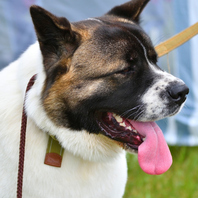portrait of a tongue-tied american akita