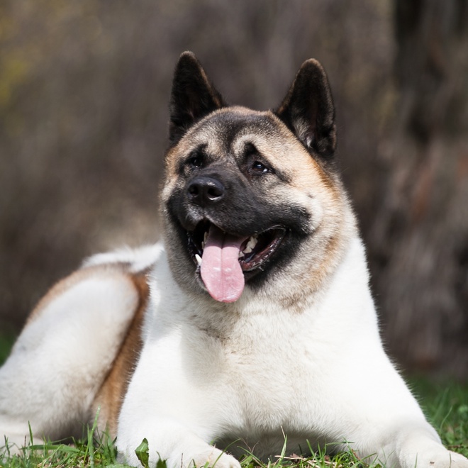 an American Akita lying on the grass