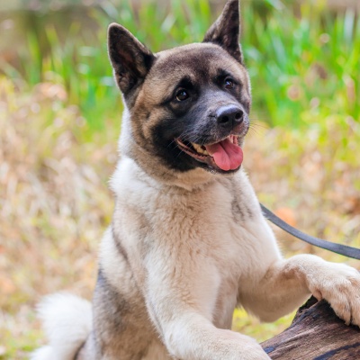 un akita américain dans ma foret qui a posé ses deux pattes avant sur un bout de bois