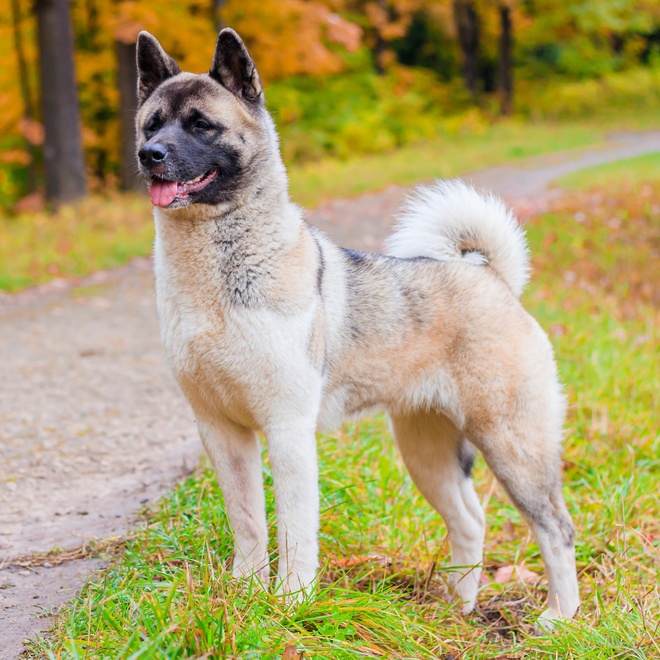 an american akita on the side of a road, on the lookout