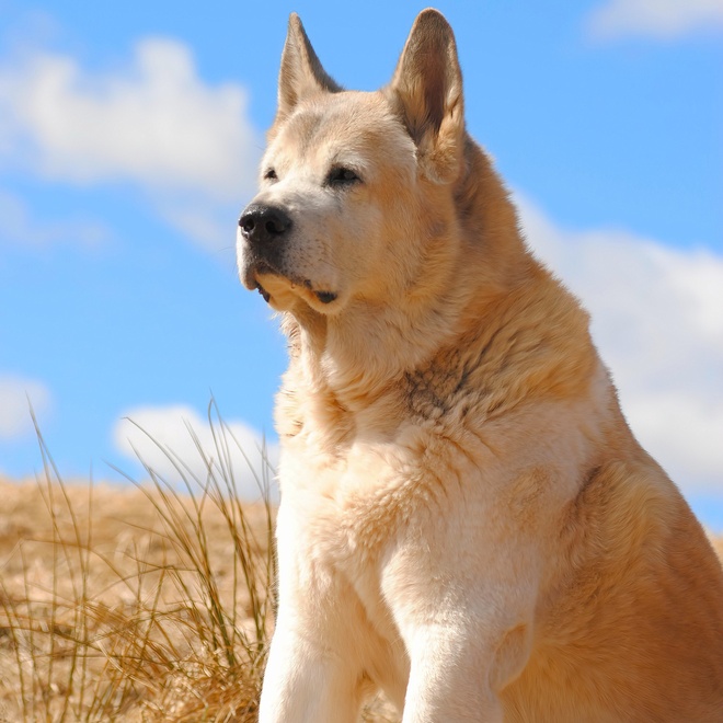 an american akita sitting in a field looking far away