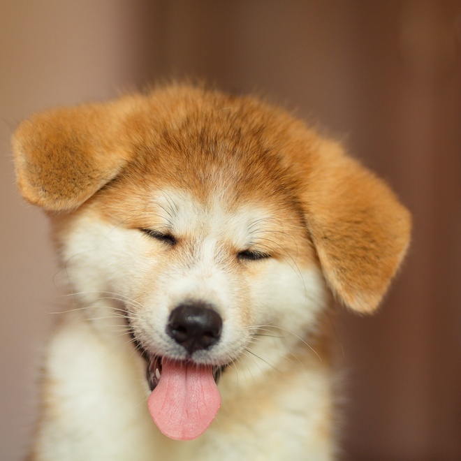 portrait of a young american akita who sticks out his tongue