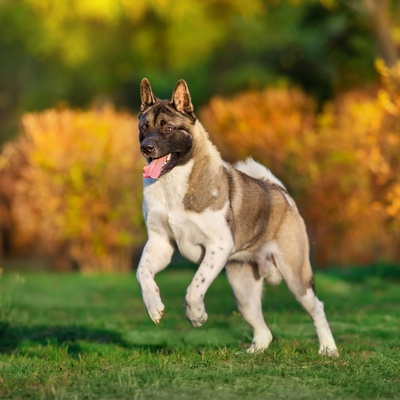 un akita américain qui court joyeusement dans l'herbe