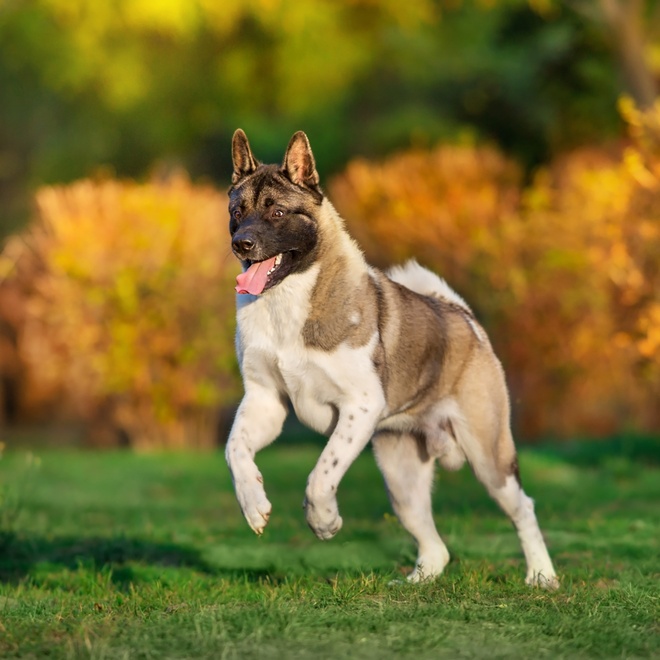 an American Akita running happily through the grass