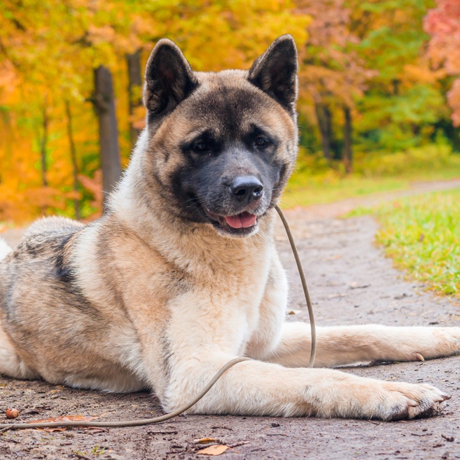 an American akita sitting on the ground in the forest