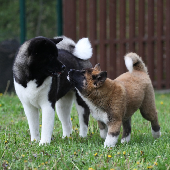 an american akita affectionate towards another smaller akita