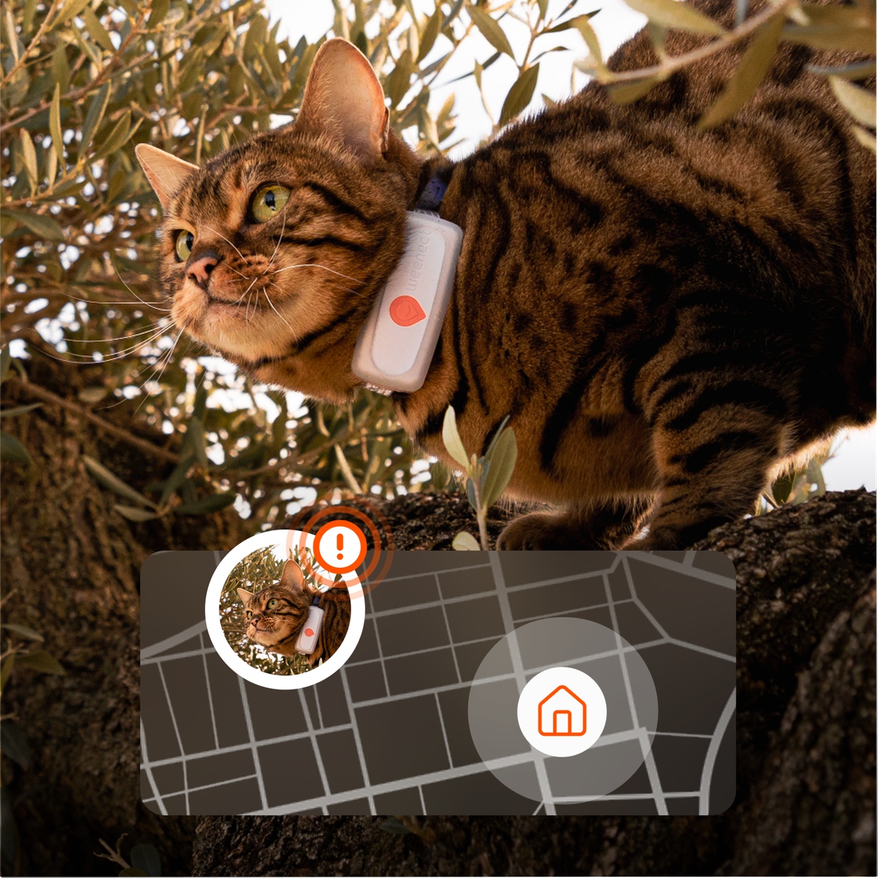 alert weenect cat tracker