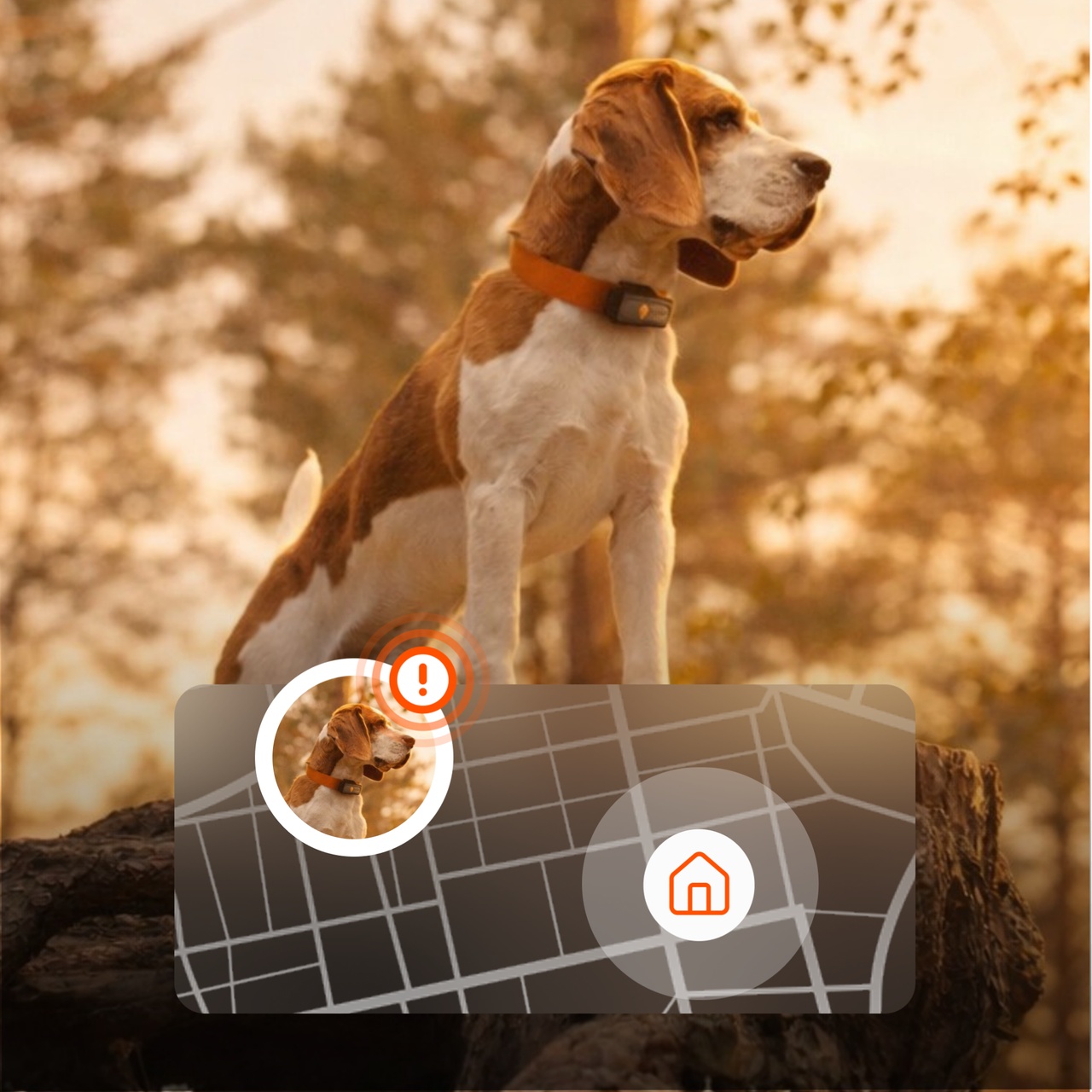 alert weenect xs dog tracker
