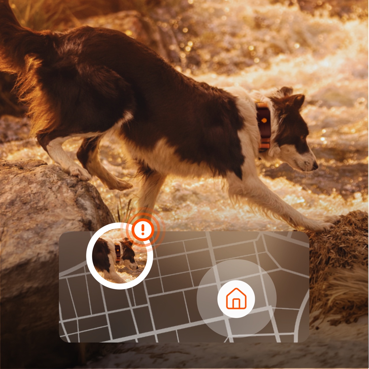 alert weenect xt dog tracker