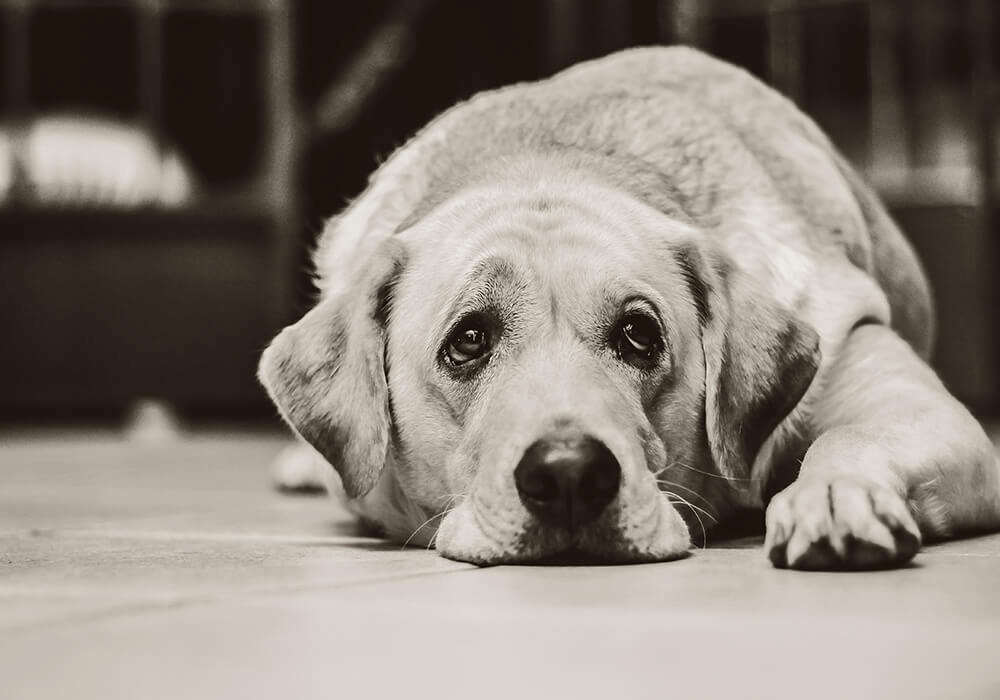 Un chien au regard triste est allongé