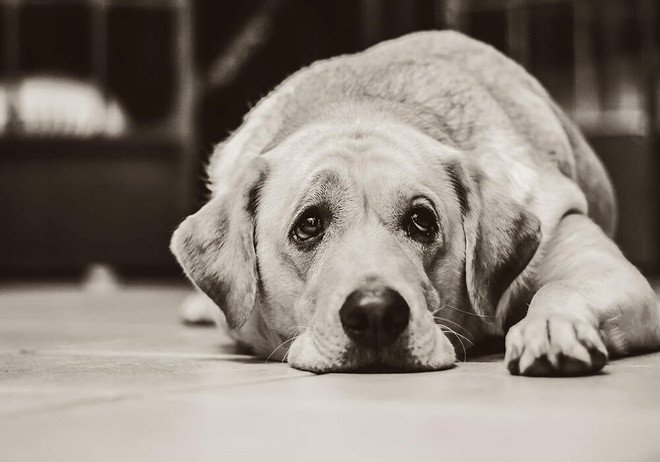 Un chien au regard triste est allongé