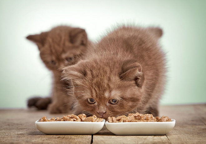 Jeune chatte tout juste stérilisée avec seringue d’injection d’une puce électronique et certificat provisoire d’identification