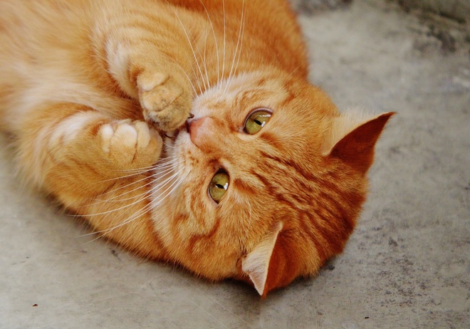 Puce d’identification avec la seringue d’injection