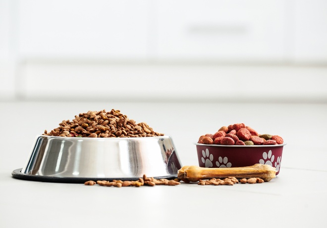 Jeune chatte tout juste stérilisée avec seringue d’injection d’une puce électronique et certificat provisoire d’identification