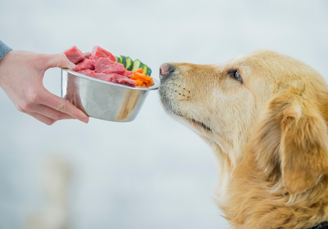 Puce d’identification avec la seringue d’injection