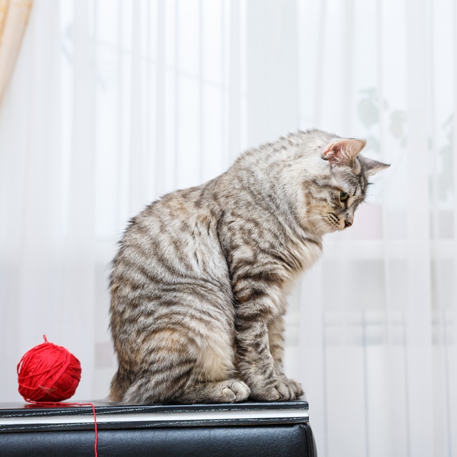 Ein American Bobtail, die hinunter blickt