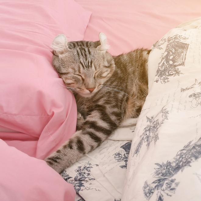 an American Curl laying down next to pillows