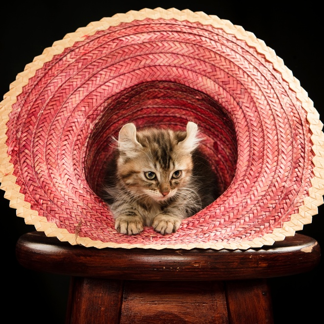an American Curl kitten in a hat