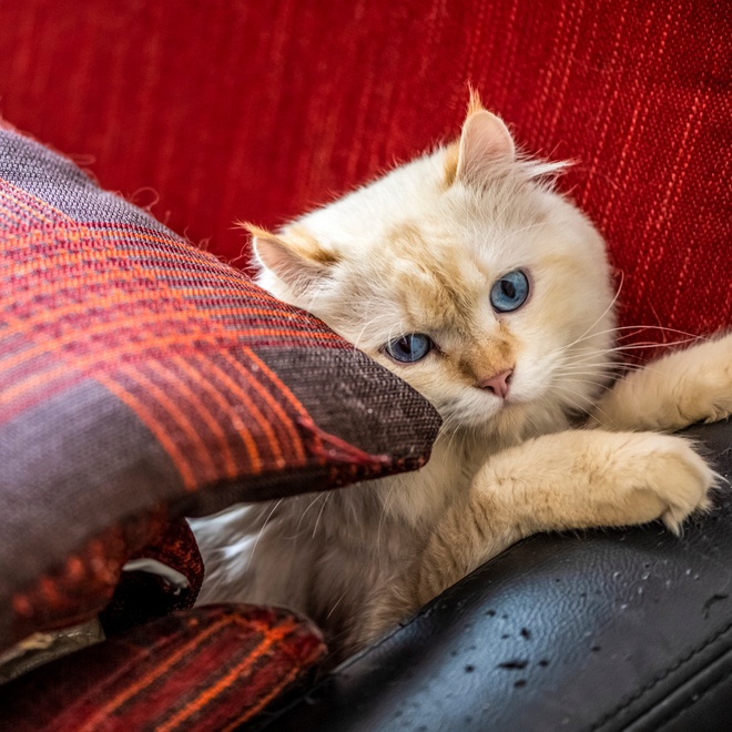 An American Curl next to a pillow