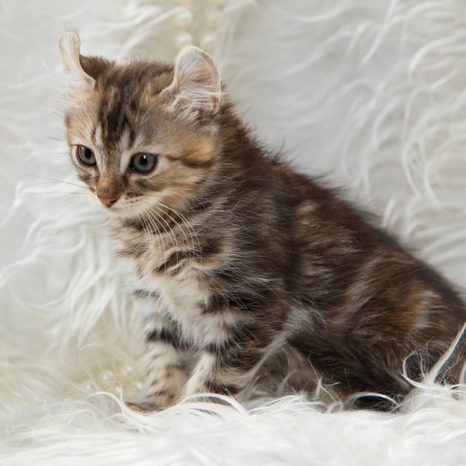 an portrait of an American Curl kitten
