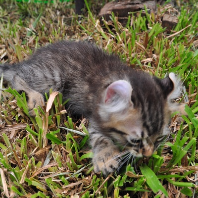 un american curl qui explore