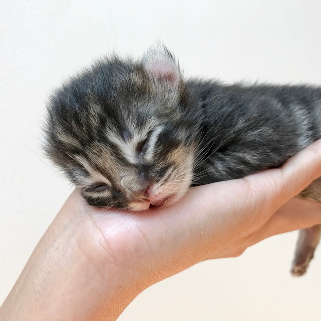 An American Curl kitten being held by someone's hand