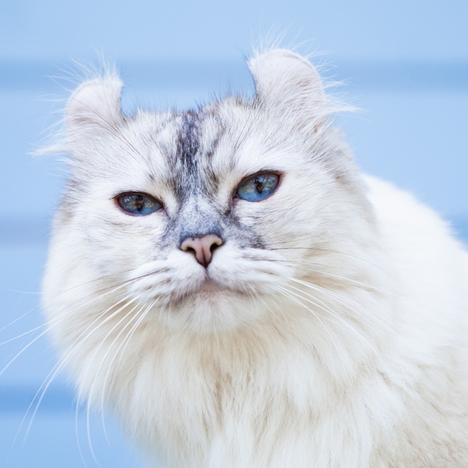 A portrait of a white American Curl